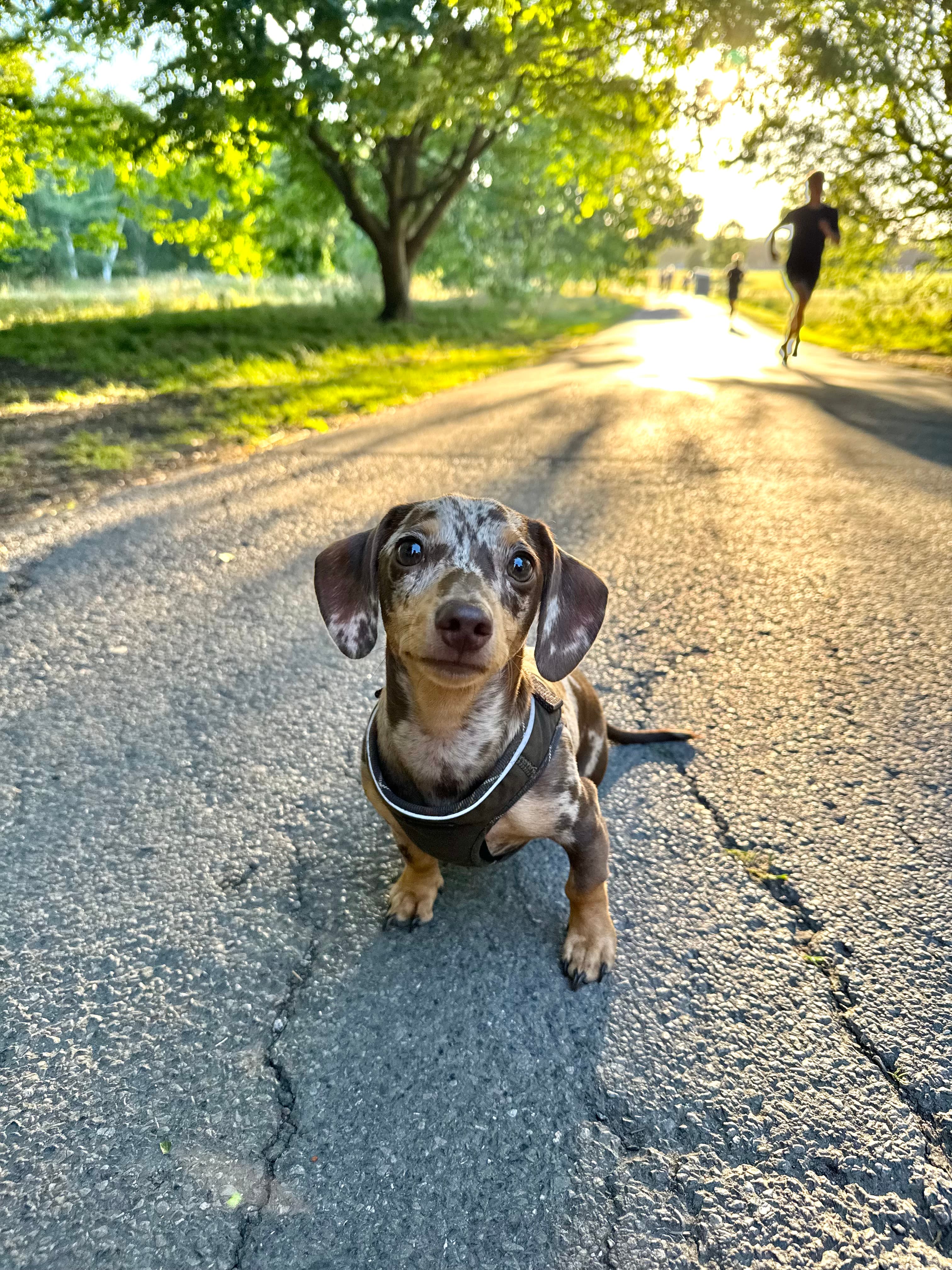 A dapple dachshund sitting on a path in a park at sunset
